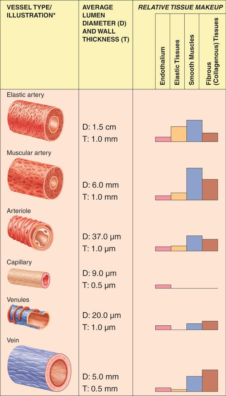 oli-table-comparison-of-various-blood-vessels-english-labels-anatomytool